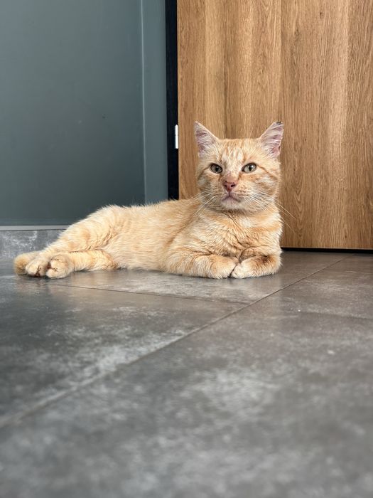 Adoptuj cudnego Biszkopta!