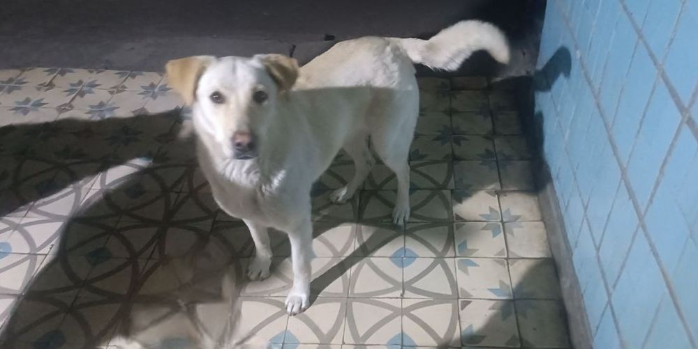 Отдам даром в добрые руки собаку метис лабрадора