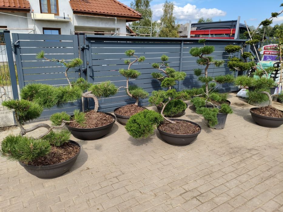 Sosny bonsai - niwaki- drzewka formowane  na taras , do ogrodu 400 szt