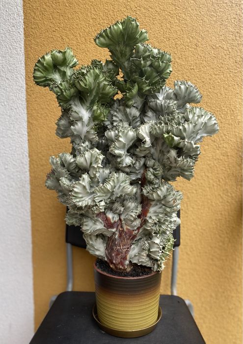 Euphorbia Lactea Cristata kaktus