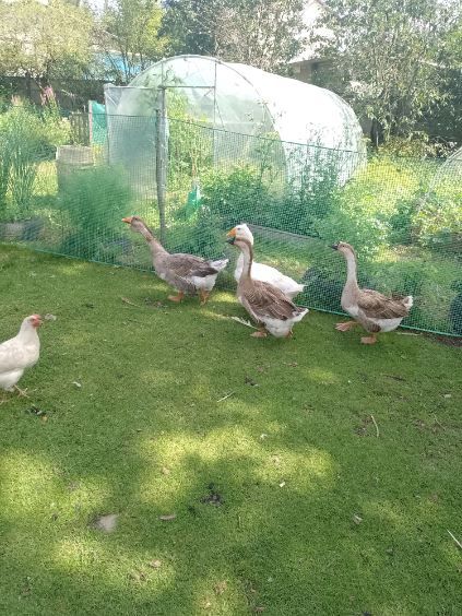 Sprzedam Gęsi Garbonose