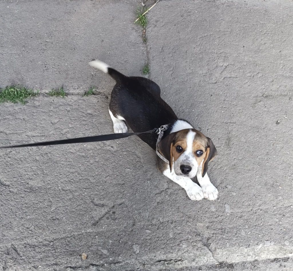 Beagle tricolor piesek do odbioru