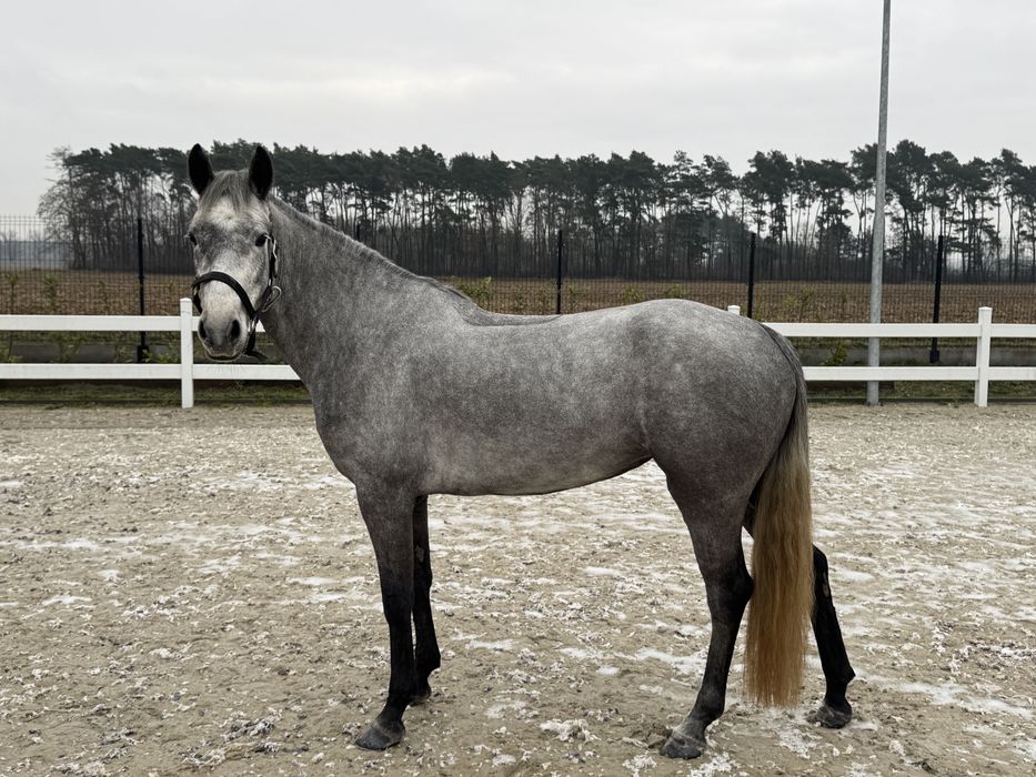 Kuc Connemara Class 1