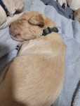 Szczeniak golden retriever