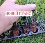 смарагд/Лавровишня/ялівці/кипарисовики/ялинки/ ГОЛАНДІЯ мультипалета