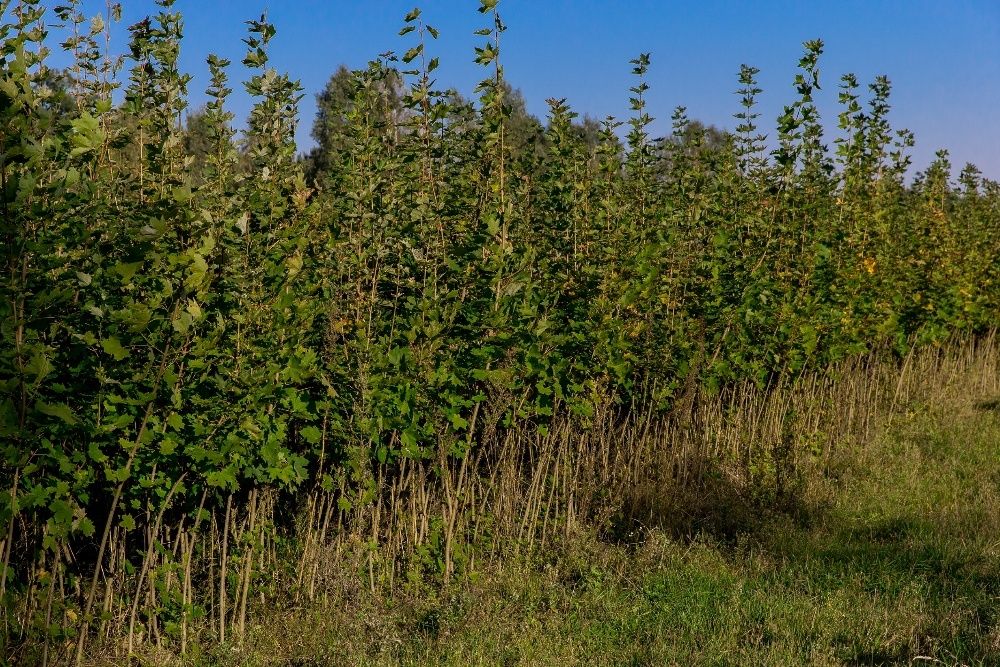 Dąb Czerwony (Quercus Rubra) 50-70 cm, donica 3l