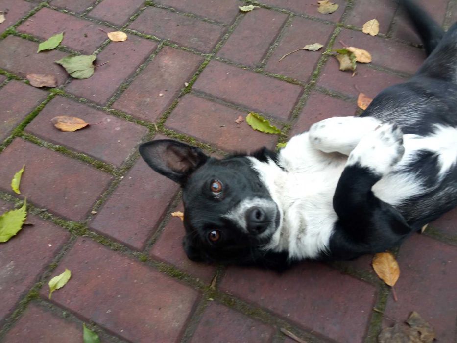 Стерилізована дівчинка маленької породи