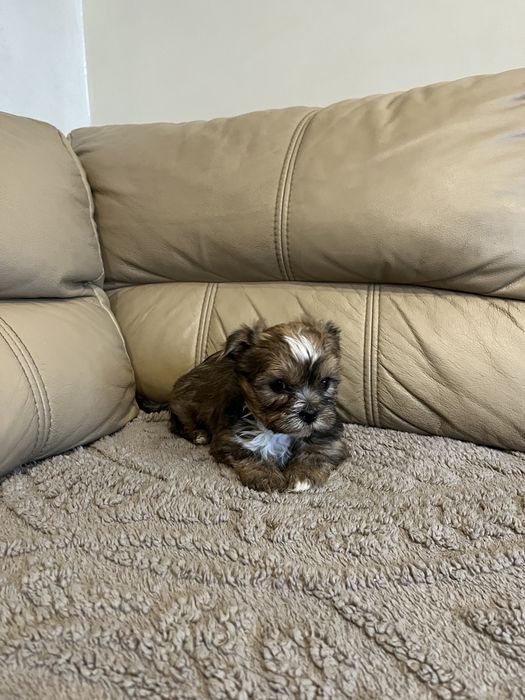 Suczka york yorkshire terrier