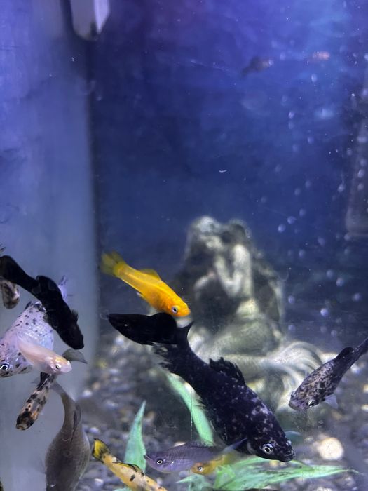 (Já estão todos prometidos) Peixes molly/platy