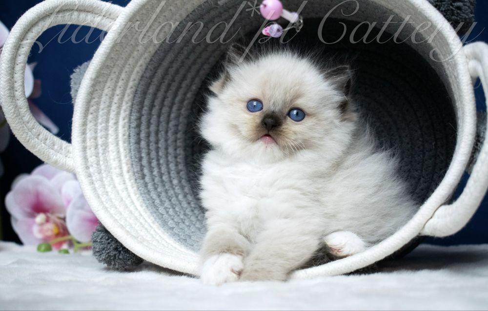 Kocurek seal mitted ragdoll FPL/FIFE