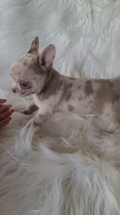 Chihuahua piesek merle