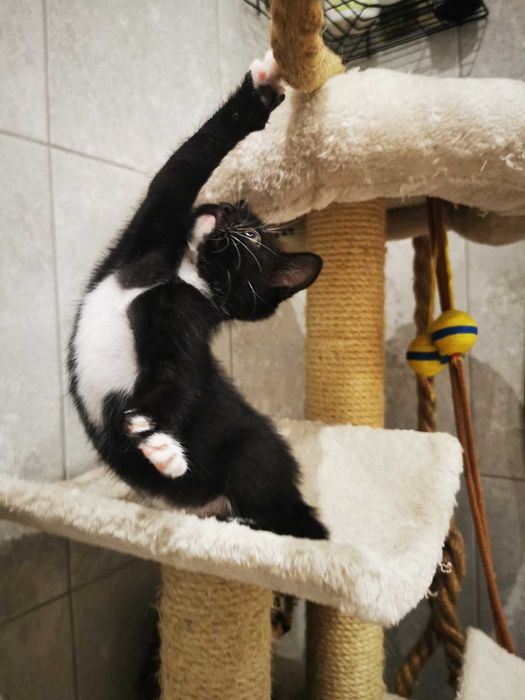 Kociaki i ich dzielna mamusia