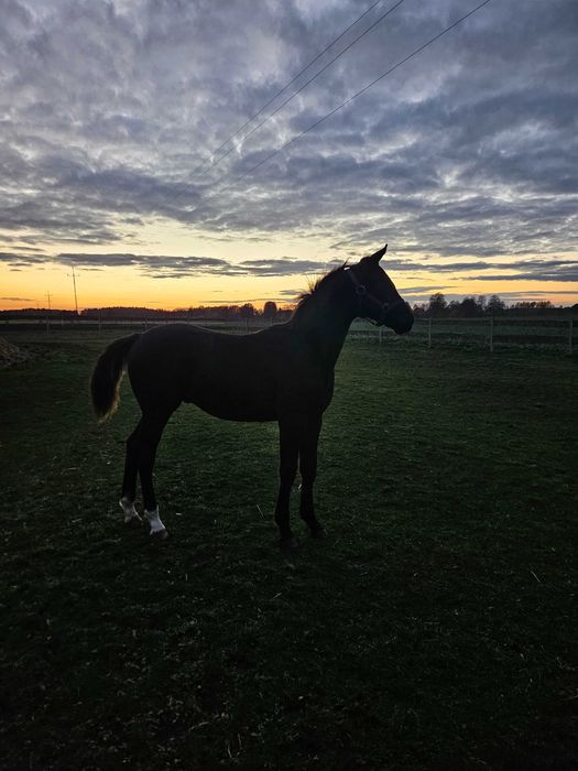 Ogier Wielkopolski (7miesięcy)
