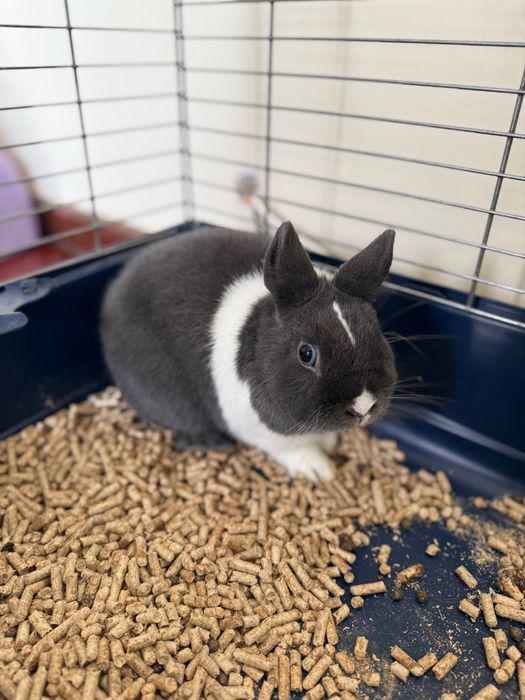 Mini coelho / 1 ano de idade (não cresce mais)