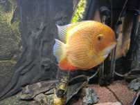Ryby Severum Red Spot