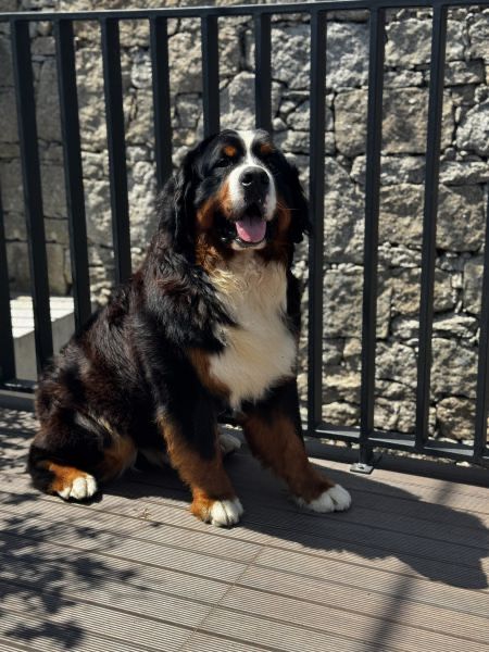 Bouvier Bernois / Bernesse Macho disponivel para Montas