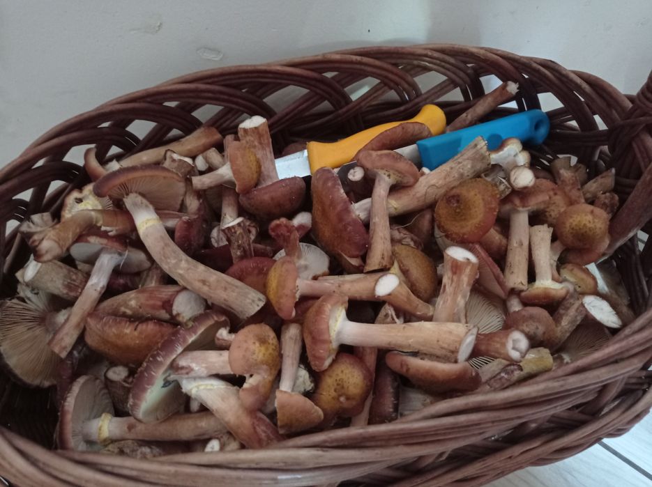 Grzyby świeże opieńki 50zl za cały kosz