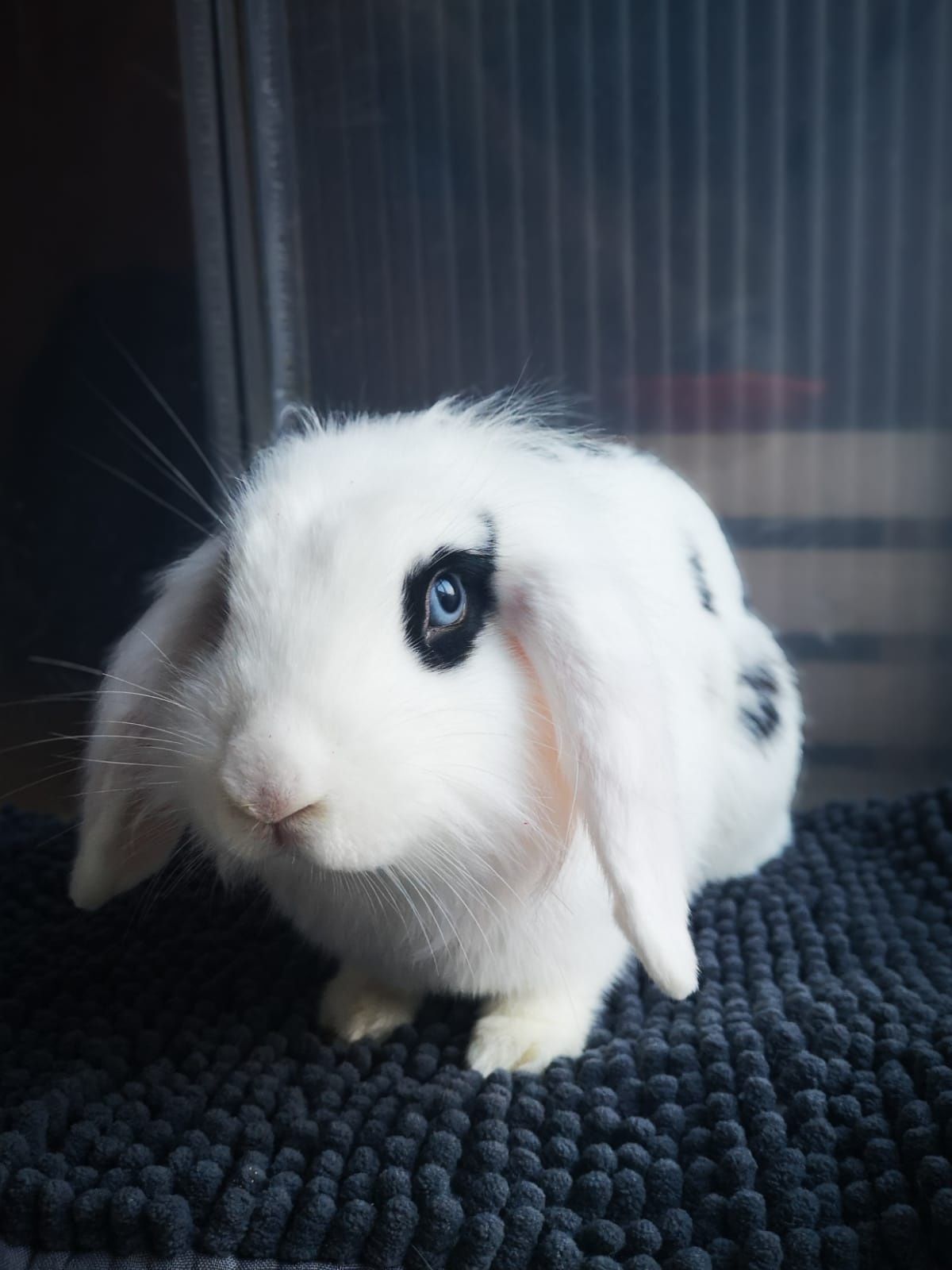 Królik miniaturka