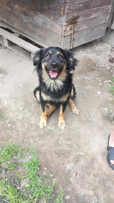 super piesek do adopcji