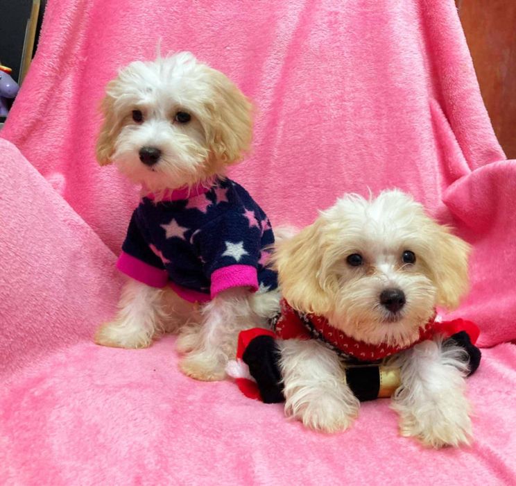 Chlopiec Maltipoo szuka rodziców Maltańczyk & Pudel Toy