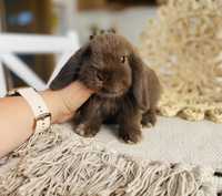 Króliki rasowe: mini lop (królik miniaturka) hodowla króliczków