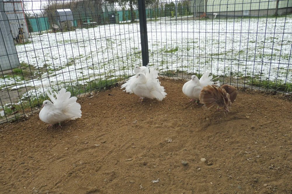 Sprzedam gołębie pawiki