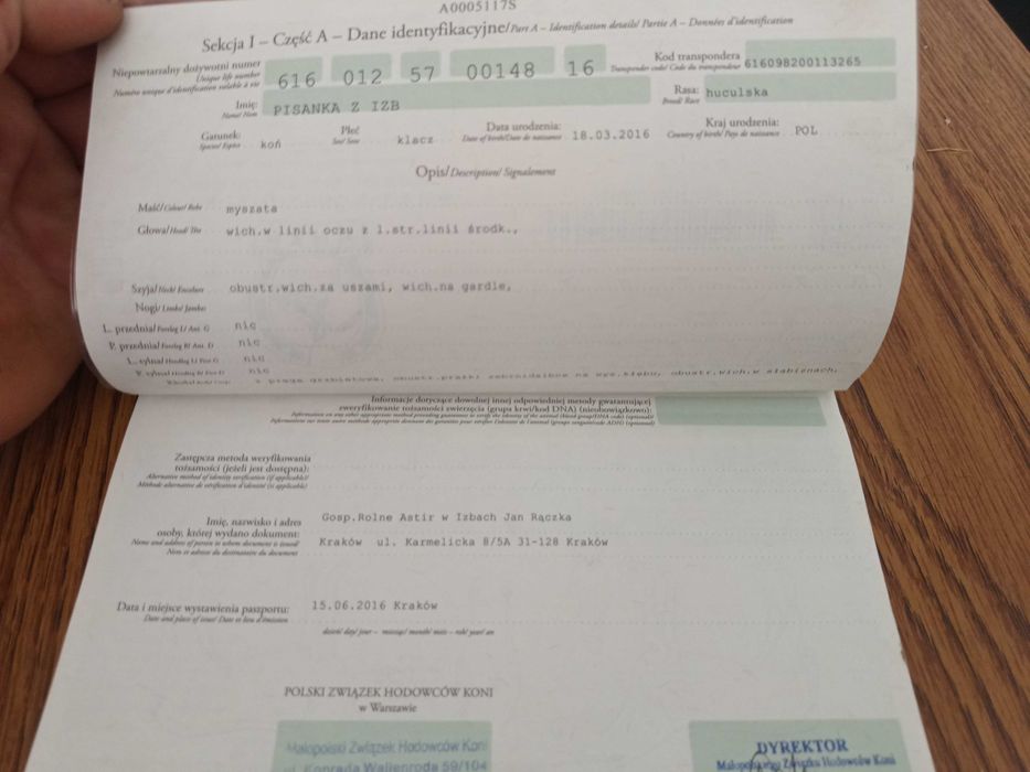 Klacz huculska dotacyjna klacze ogiery