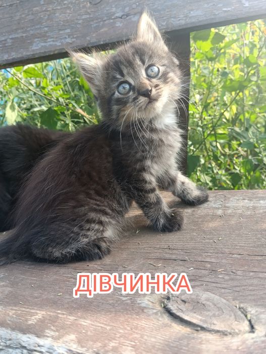 Котенятка в добрі руки