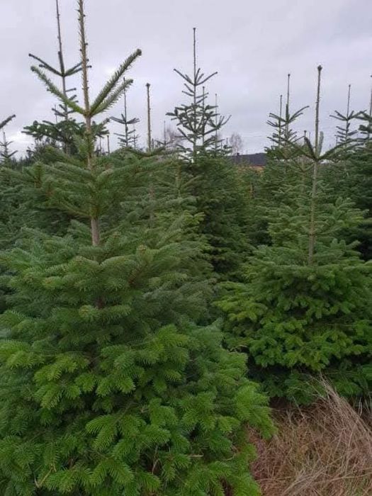 Choinki świąteczne