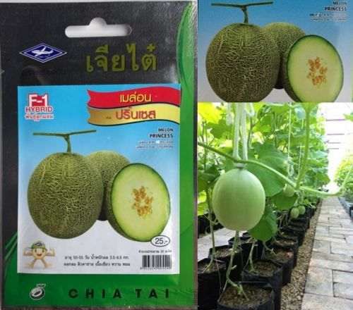 Nasiona melonów z Indii King Sunnet do gruntu Melon sadzonki arbuzów