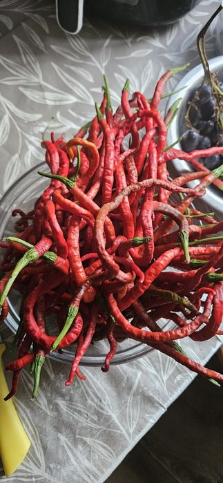 Papryka Thunder Mountain Longhorn 20tys-40tys SHU najdłuższa na świeci