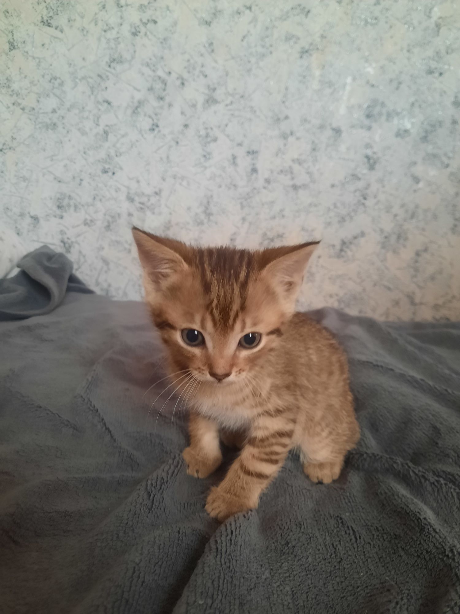 Віддам котиків безкоштовно.