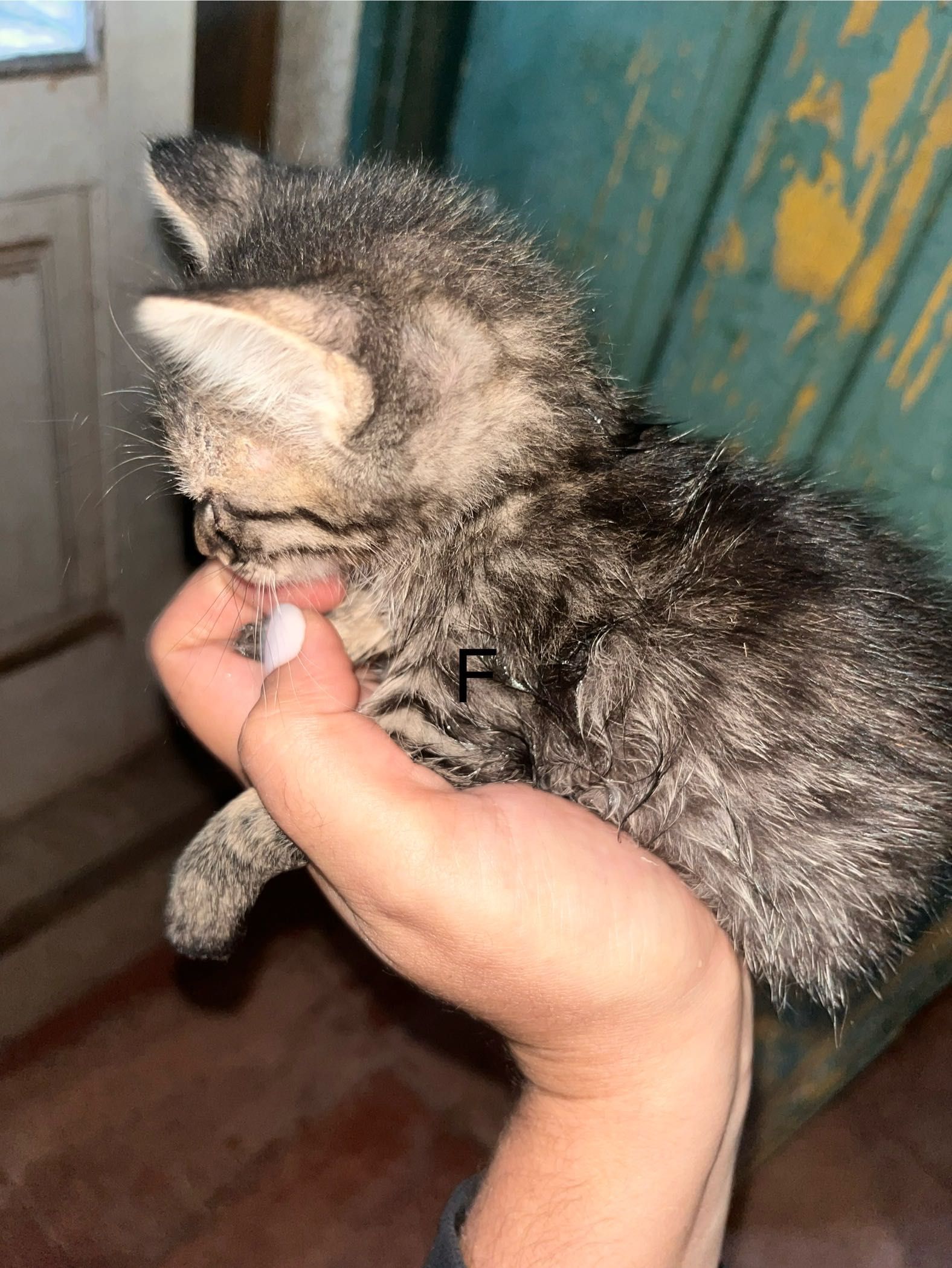 Tenho gatos para quem quiser uma adoção responsável