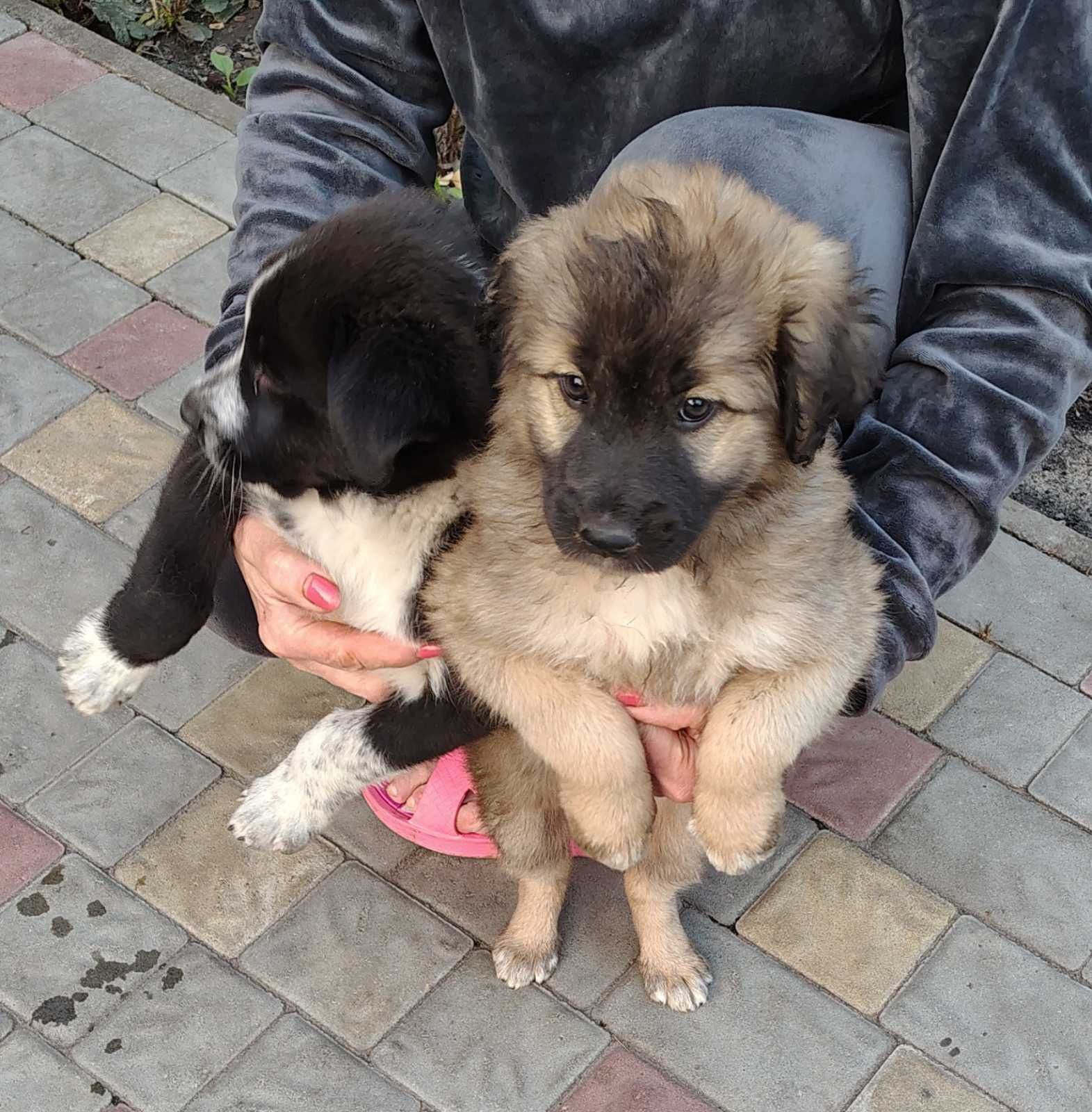 Цуценята віддам в добрі руки