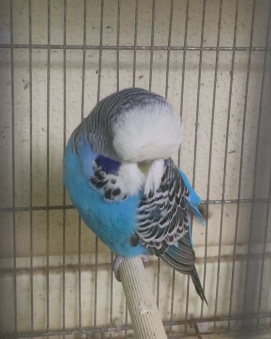 2 piriquitos ingles machos