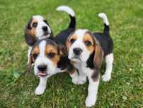 Szczenięta rasy Beagle