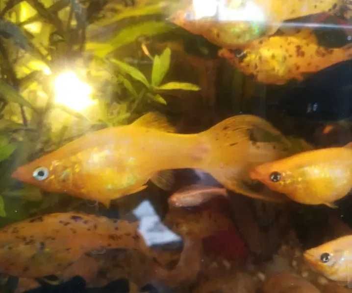 MŁODE Molinezje żółte - Ryby Akwariowe