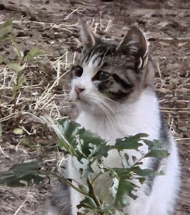 Отдам даром в добрые руки полосато-белого котенка