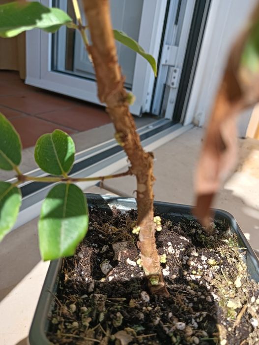 Jabuticaba escarlate a produzir