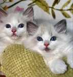 Ragdoll puchate laleczki