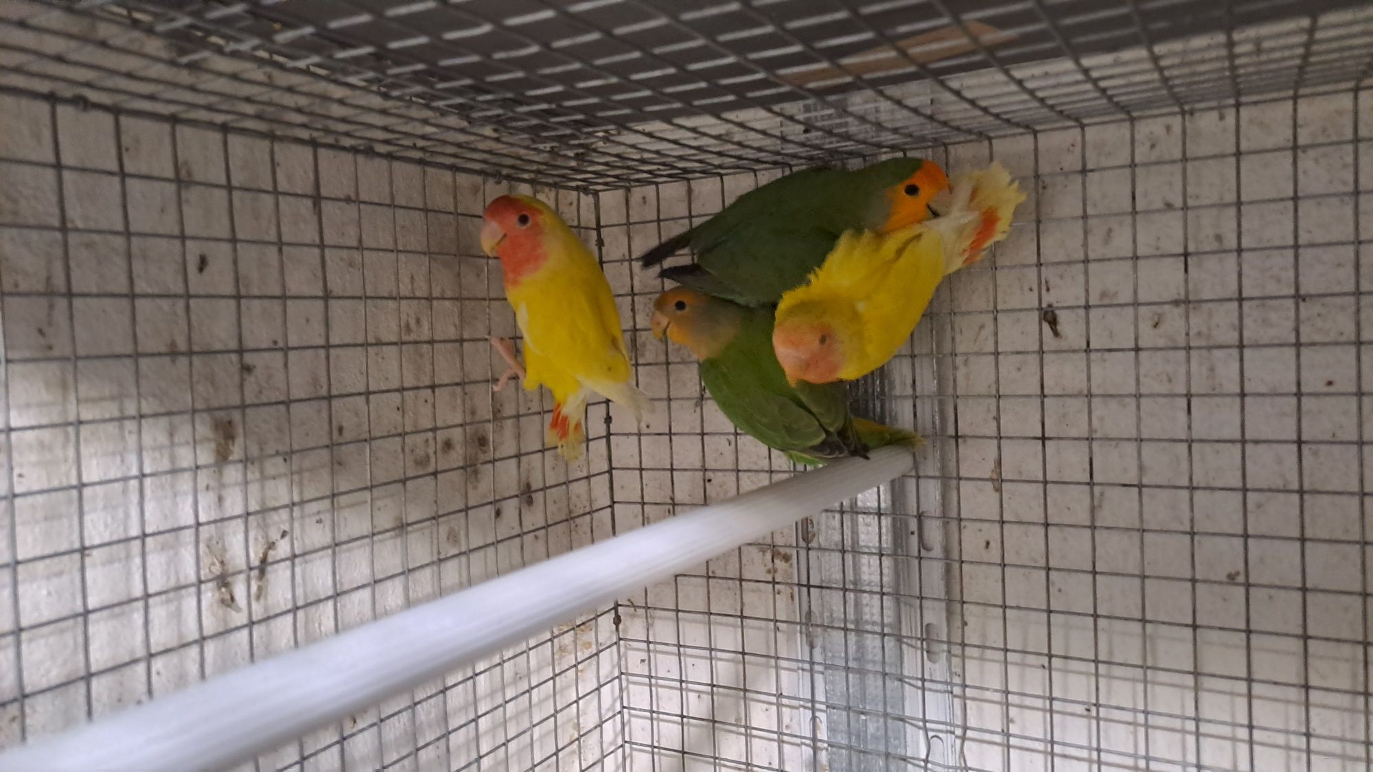 Lote de 11  Roseicollis Longfeather