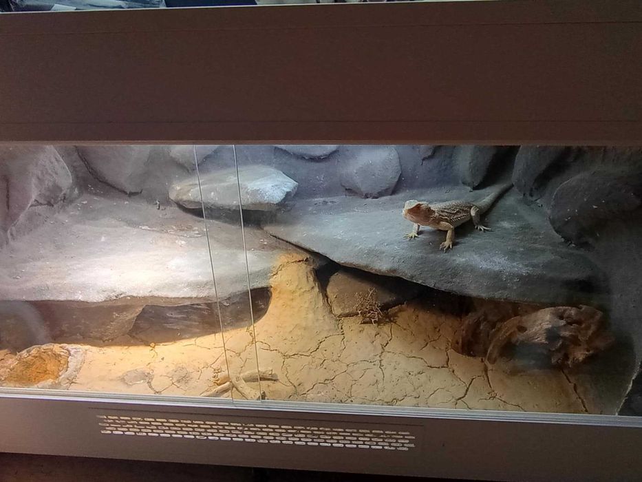 Agama Brodata TERRARIUM i akcesoria