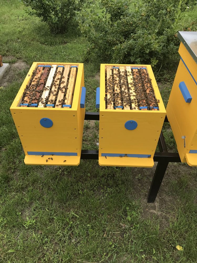 Odkłady pszczele - ramka wielkopolska