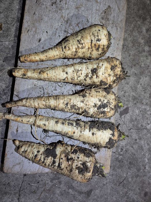 Pietruszka gruba, przemysłowa