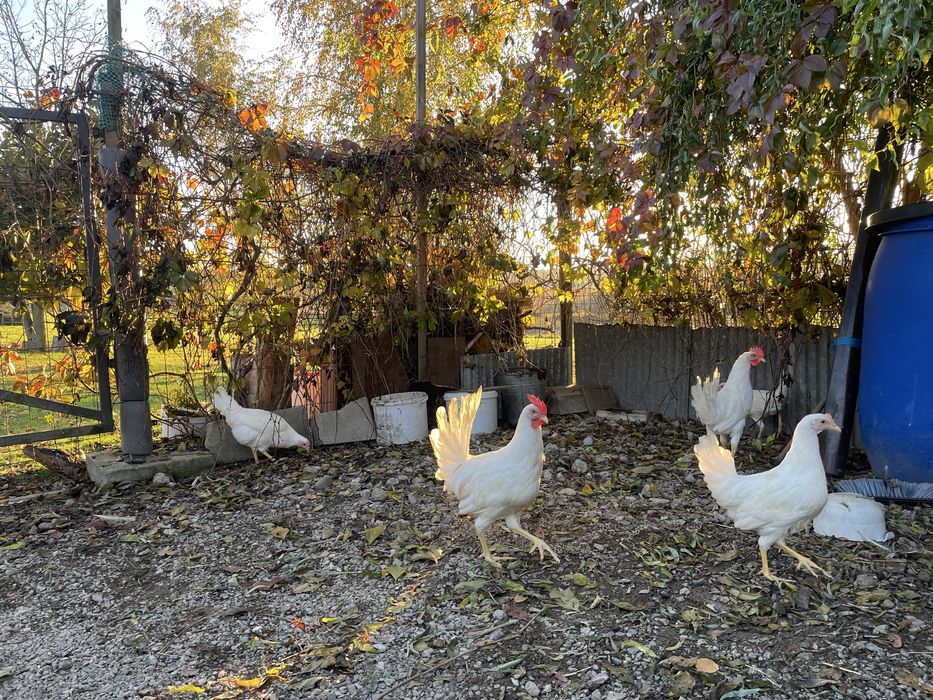 Kury i koguty Leghorn