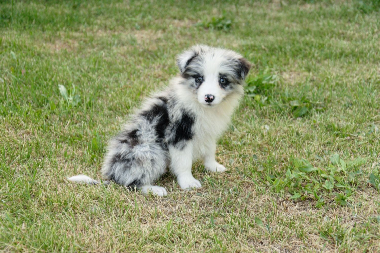Border collie piesek gotowy do odbioru