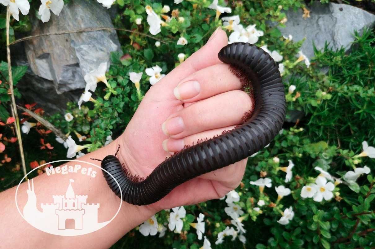 Olbrzymi Spiropoeus fischeri Krocionogi Wije Stonoga Skoczogonki Ekipa