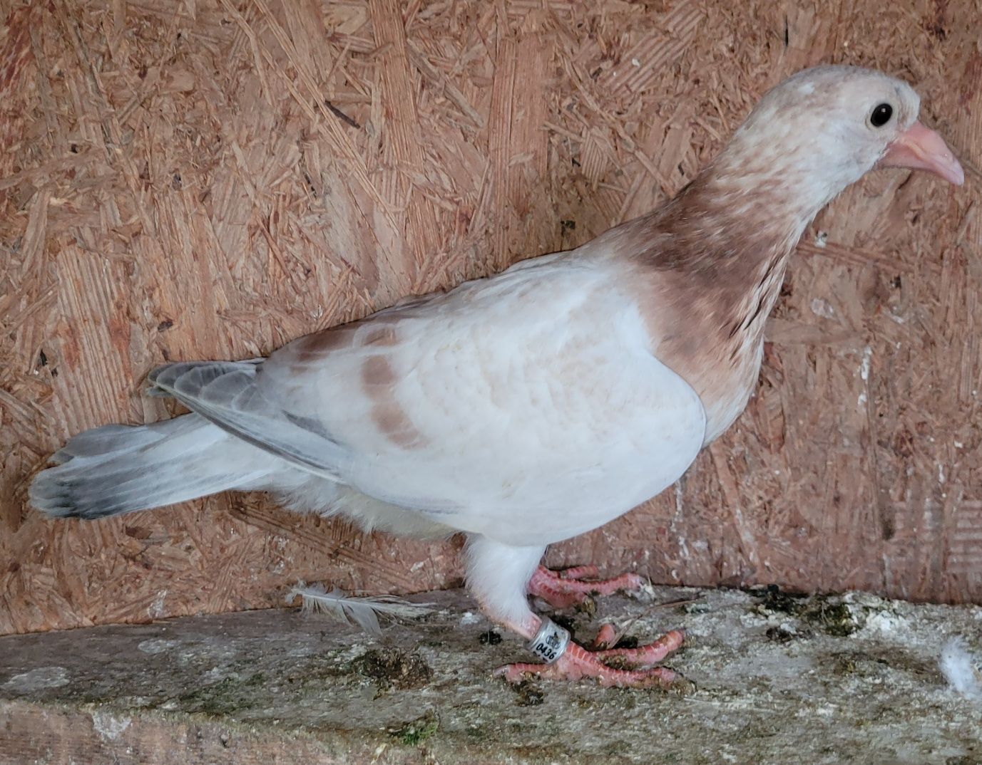 Almond, gołębie pocztowe