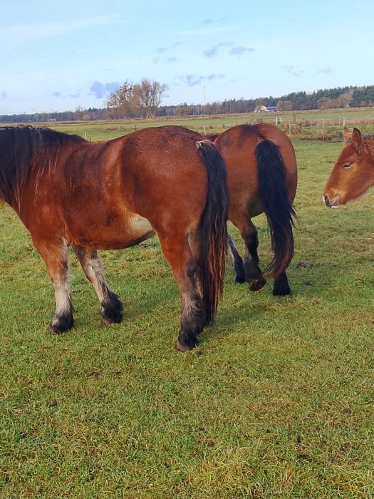 Sprzedam konie zimnokrwiste