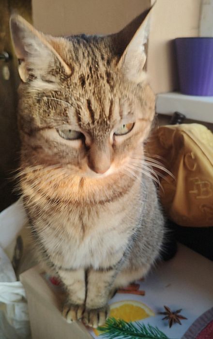 Чудова бувшедомашня киця шукає родину.